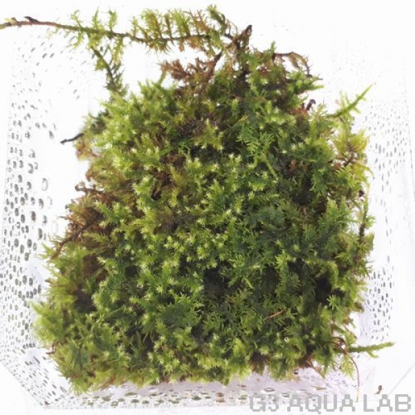 クシノハゴケ moss-connect産 約7cm x 7cm 1カップ