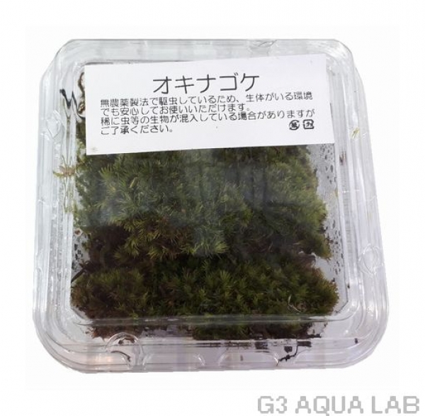 �����ʥ������Ρ��֥��ɡ���7cm x 7cm��1���å�