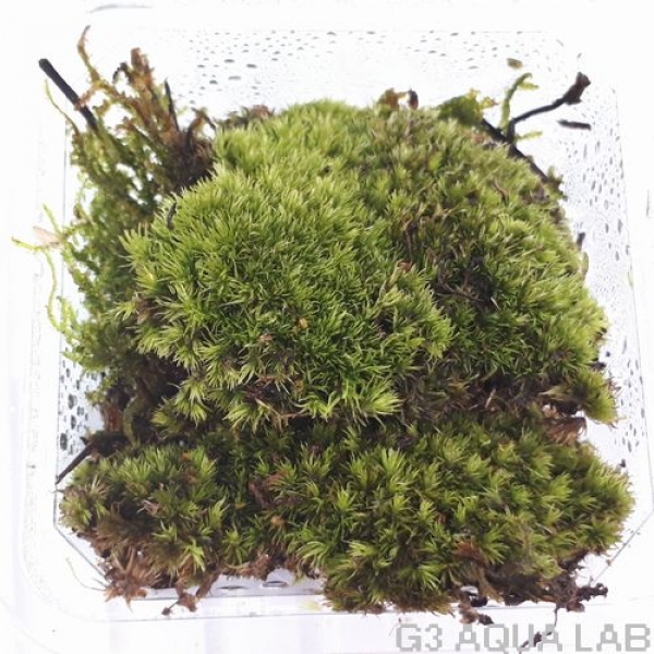 �����ʥ������Ρ��֥��ɡ���7cm x 7cm��1���å�