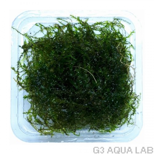 ���������⥹���Ρ��֥��ɡ���7cm x 7cm��1���å�