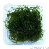 ���������⥹���Ρ��֥��ɡ���7cm x 7cm��1���å�