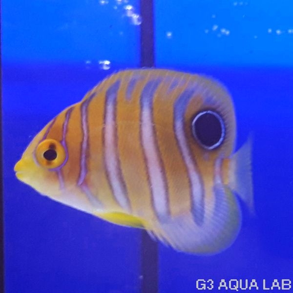 �˥�����å����٥ӡ����ޥ˥黺����3.5cm��[Y197-S1009]