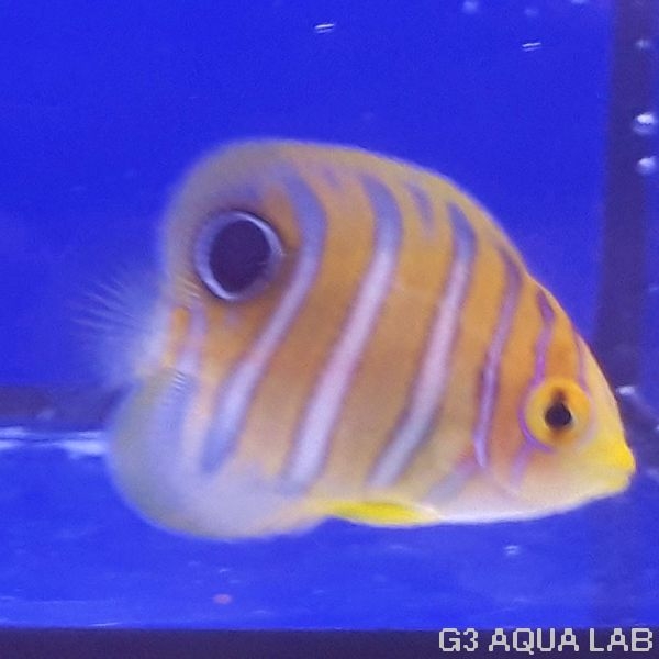 �˥�����å����٥ӡ����ޥ˥黺����3.5cm��[Y197-S1009]