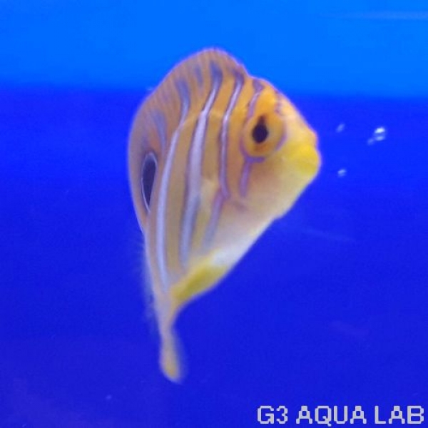 �˥�����å����٥ӡ����ޥ˥黺����3.5cm��[Y197-S1009]