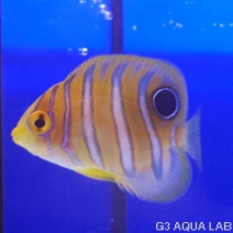 �˥�����å����٥ӡ����ޥ˥黺����3.5cm��[Y197-S1009]