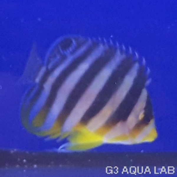 ���ޥ�å����٥ӡ����ޥ˥黺����3.5cm��[Y198-S1009]