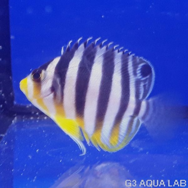 ���ޥ�å����٥ӡ����ޥ˥黺����3.5cm��[Y198-S1009]