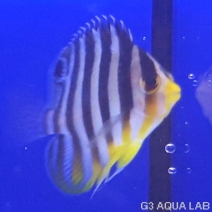 ���ޥ�å����٥ӡ����ޥ˥黺����3.5cm��[Y198-S1009]