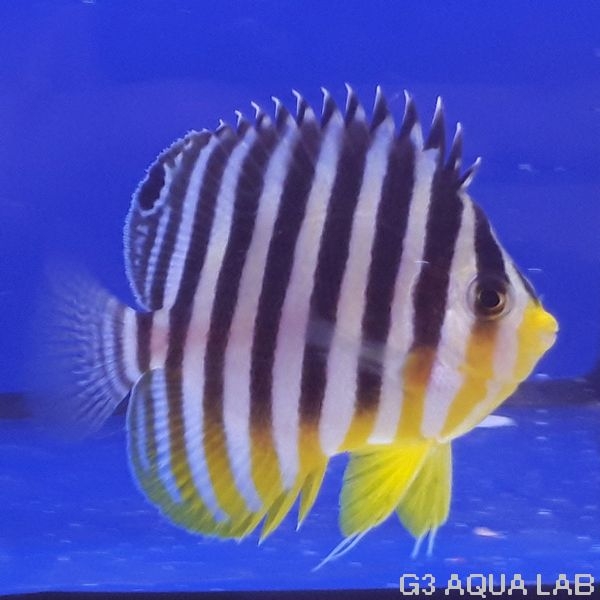 ���ޥ�å����ޥ˥黺����6.0cm��[Y199-S1009]