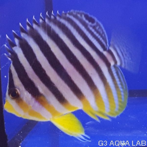 ���ޥ�å����ޥ˥黺����6.0cm��[Y199-S1009]