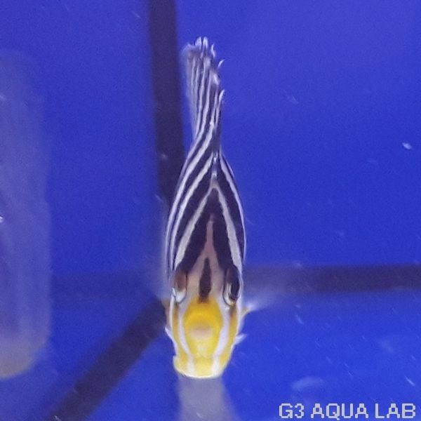 ���ޥ�å����ޥ˥黺����6.0cm��[Y199-S1009]