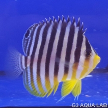 ���ޥ�å����ޥ˥黺����6.0cm��[Y199-S1009]