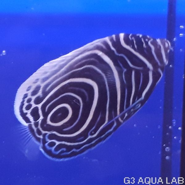 �����ޥ���å����ޥ˥黺����6.0cm��[Y200-S1009]