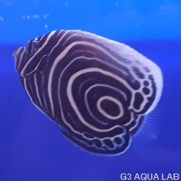 �����ޥ���å����ޥ˥黺����6.0cm��[Y200-S1009]