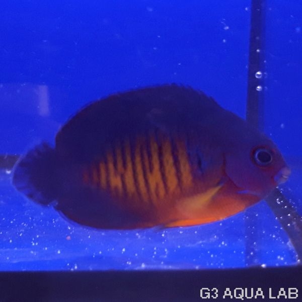 ����å����٥ӡ����ޥ˥黺����4.5cm��[Y202-S1009]