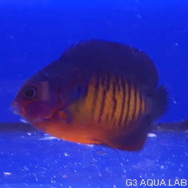 ����å����٥ӡ����ޥ˥黺����4.5cm��[Y202-S1009]