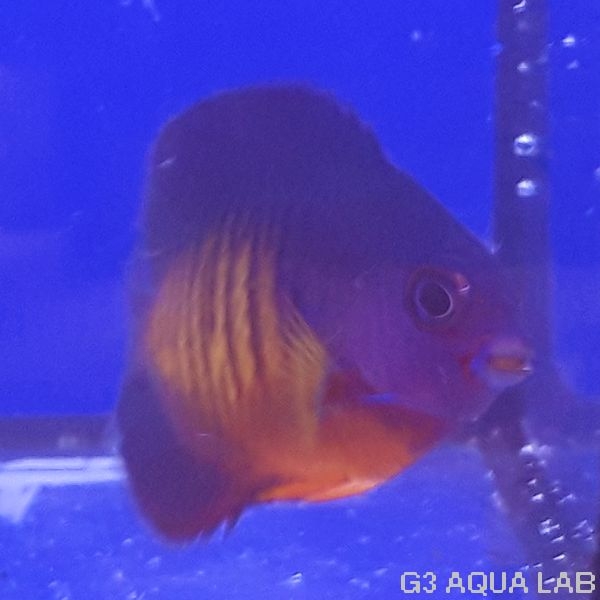 ����å����٥ӡ����ޥ˥黺����4.5cm��[Y202-S1009]