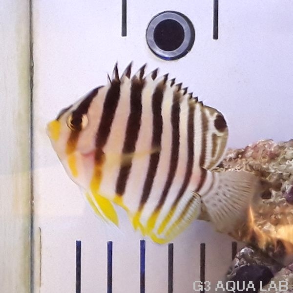 ���ޥ�å����Х̥��Ļ��ʻ������߸��Ρˡ���6cm��[Y194-Z1022]