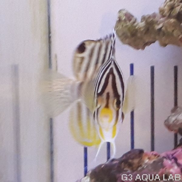 ���ޥ�å����Х̥��Ļ��ʻ������߸��Ρˡ���6cm��[Y194-Z1022]