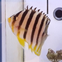 ���ޥ�å����Х̥��Ļ��ʻ������߸��Ρˡ���6cm��[Y194-Z1022]