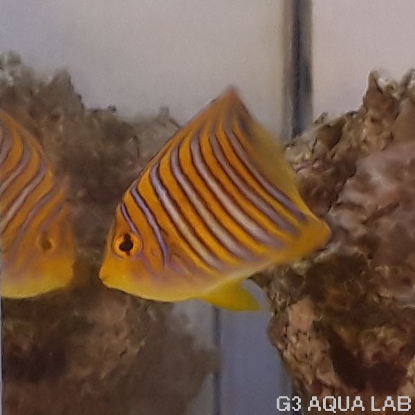 �˥�����å������컺�ʻ������߸��Ρˡ���6cm��[Y204-Z1022]