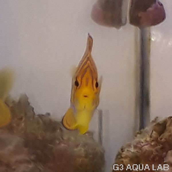 �˥�����å������컺�ʻ������߸��Ρˡ���6cm��[Y204-Z1022]