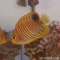 �˥�����å������컺�ʻ������߸��Ρˡ���6cm��[Y204-Z1022]