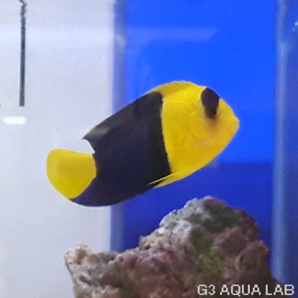 ����辰��å����ޥ˥黺����6cm��[Y205-S1009]