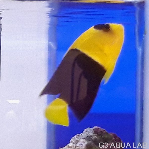 ����辰��å����ޥ˥黺����6cm��[Y205-S1009]