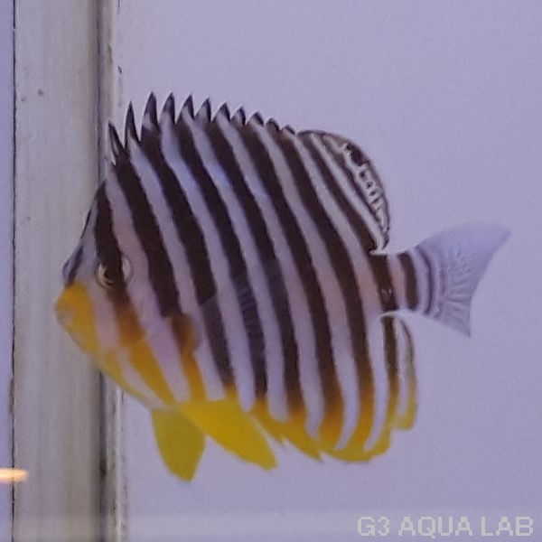 ���ޥ�å����ޥ˥黺����7.0cm��[Y208-S1204]