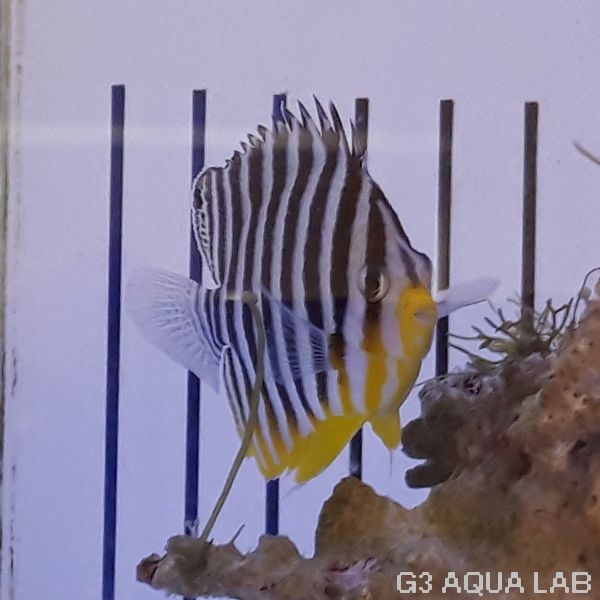 ���ޥ�å����ޥ˥黺����7.0cm��[Y208-S1204]