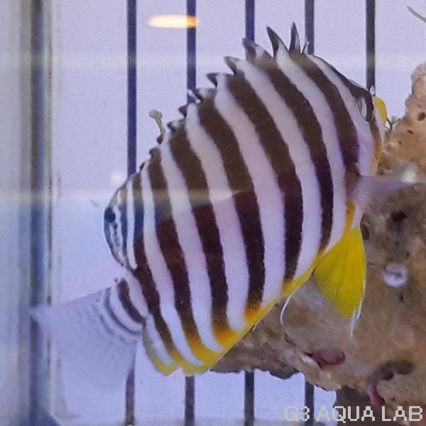 ���ޥ�å����ޥ˥黺����7.0cm��[Y208-S1204]