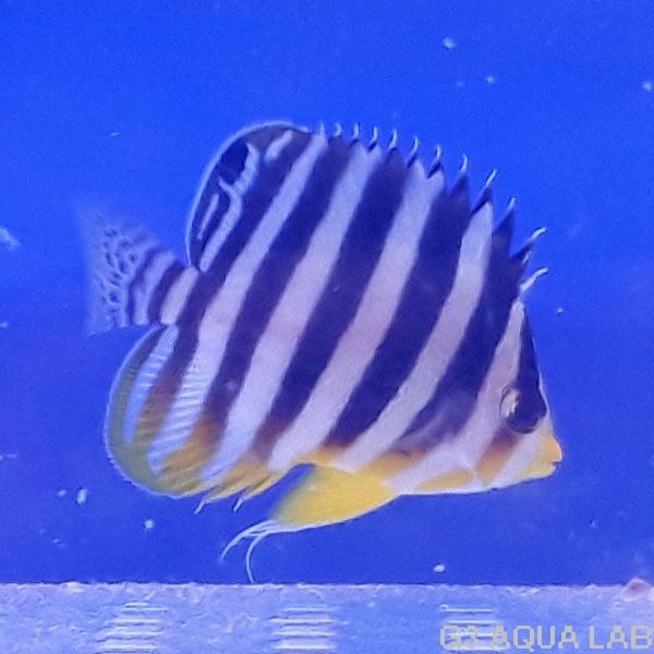 ���ޥ�å����ޥ˥黺����4.0cm��[Y209-S1204]