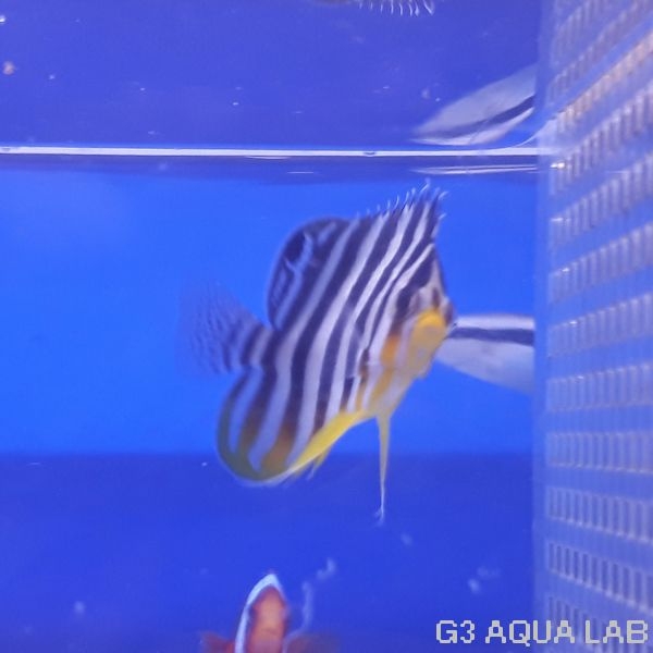 ���ޥ�å����ޥ˥黺����4.0cm��[Y209-S1204]