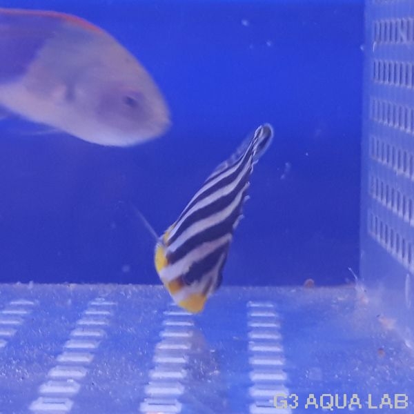 ���ޥ�å����ޥ˥黺����4.0cm��[Y209-S1204]