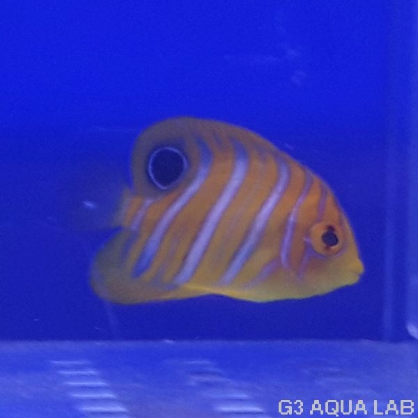 ���ޥ�å����ޥ˥黺����4.0cm��[Y210-S1204]