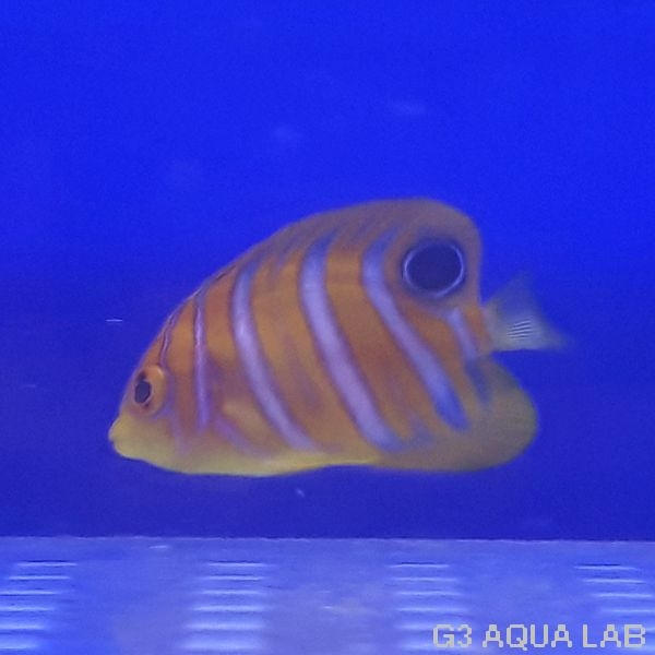 ���ޥ�å����ޥ˥黺����4.0cm��[Y210-S1204]