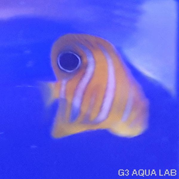 ���ޥ�å����ޥ˥黺����4.0cm��[Y210-S1204]