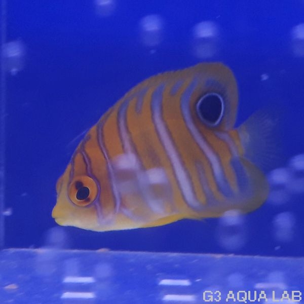 ���ޥ�å����ޥ˥黺����4.0cm��[Y211-S1204]