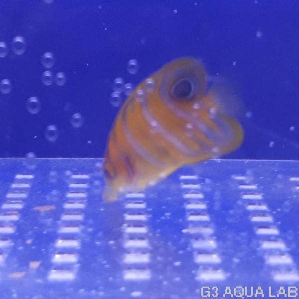 ���ޥ�å����ޥ˥黺����4.0cm��[Y211-S1204]