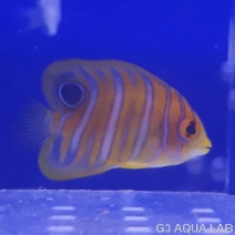 ���ޥ�å����ޥ˥黺����4.0cm��[Y211-S1204]