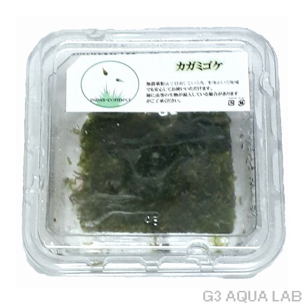 カガミゴケ moss-connect 約7cm x 7cm 1カップ