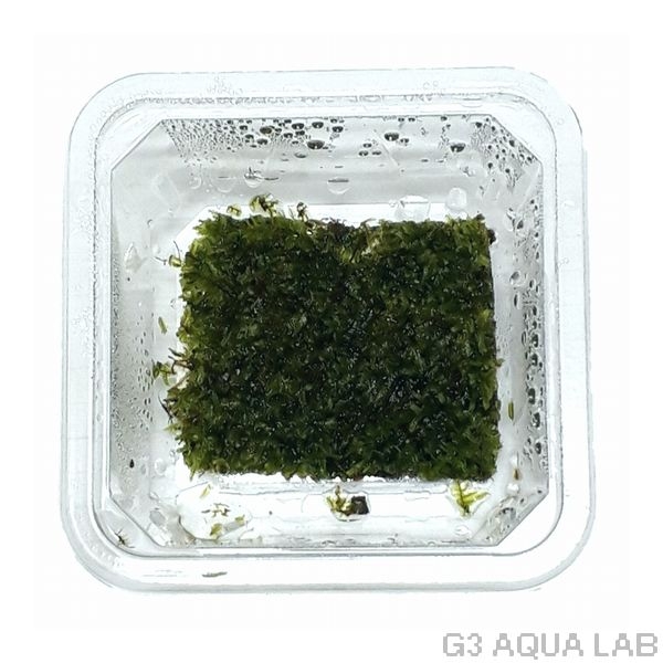 カガミゴケ moss-connect 約7cm x 7cm 1カップ