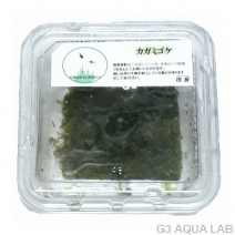 �����ߥ�����moss-connect����7cm x 7cm��1���å�