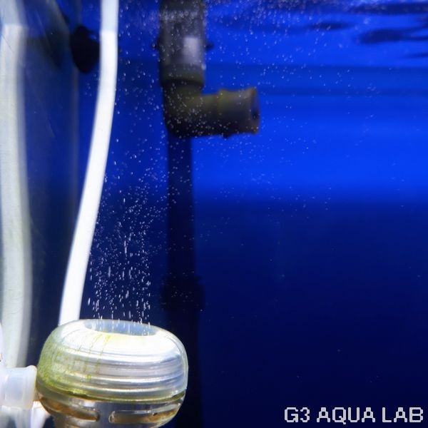 ������ CO2���ꥢ�ǥ��ե塼���� 15 [4580163200555]