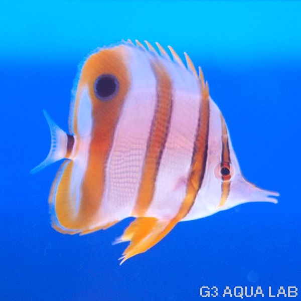 �������ʥϥ��ʥ����祦���祦�����ˡ���7.0cm��[Y217-S0212]