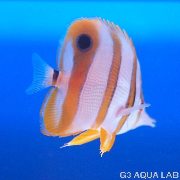 �������ʥϥ��ʥ����祦���祦�����ˡ���7.0cm��[Y217-S0212]