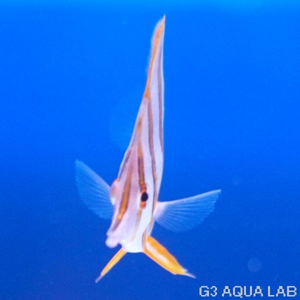 �������ʥϥ��ʥ����祦���祦�����ˡ���7.0cm��[Y217-S0212]