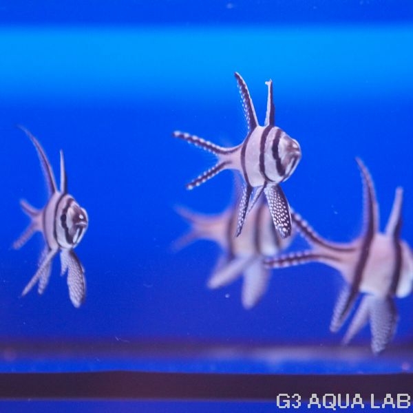 熱帯魚/エビ/カラシン(テトラ等)|アクアリウムの通販は大阪のG3 AQUA LABまで。