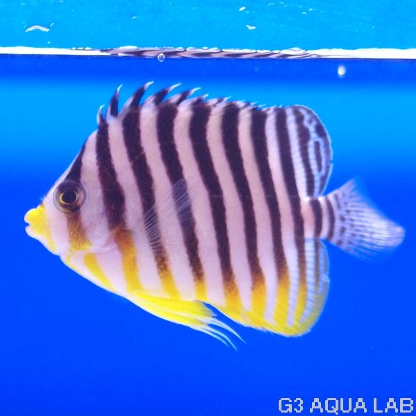 ���ޥ�å����ޥ˥黺����7.0cm��[Y223-S0212]